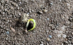 育苗ハウスを整えながら、ニンジンの発芽も進む