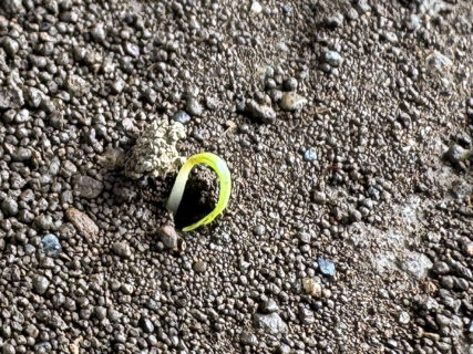 育苗ハウスを整えながら、ニンジンの発芽も進む