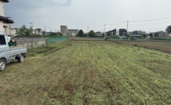 大きく育ったソルゴー、粉砕にひと苦労