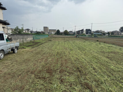 大きく育ったソルゴー、粉砕にひと苦労