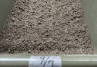 秋どりカボチャを播種、葉菜類も第二弾へ