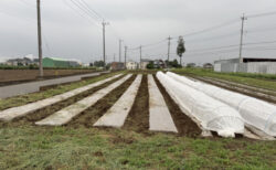 雨の合間に除草作業、次のニンジン播種に向けて