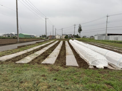 雨の合間に除草作業、次のニンジン播種に向けて