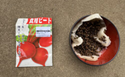 畑はまだ湿り気、今日はビーツの播種から