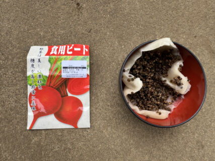 畑はまだ湿り気、今日はビーツの播種から