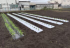 久しぶりの晴れ間、今日はマルチャー大活躍