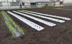ジャガイモ定植目前、新兵器を開けたらまさかの別売り