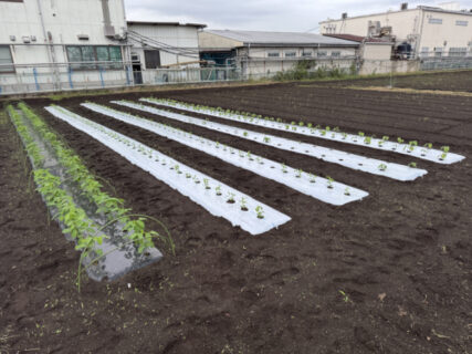 ジャガイモ定植目前、新兵器を開けたらまさかの別売り