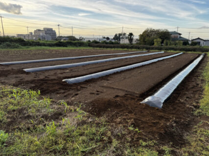 ジャガイモの定植は見送り、今日はカボチャ4畝の準備