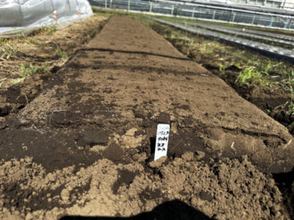 久しぶりの晴れ間、タマネギとダイコンの播種を一気に