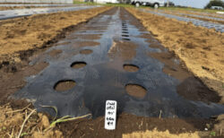 雨の前に進めたい、育苗苗を迎える畝作り