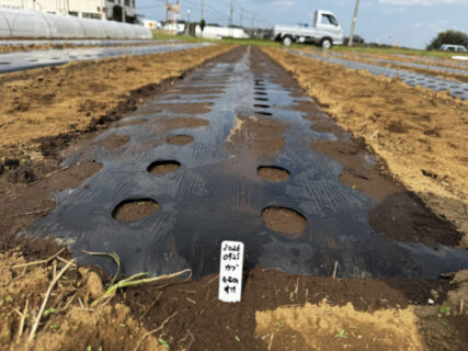 雨の前に進めたい、育苗苗を迎える畝作り