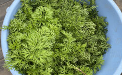 マルシェを目指して播種、午後は秋冬野菜を定植