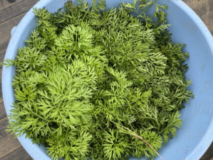 マルシェを目指して播種、午後は秋冬野菜を定植