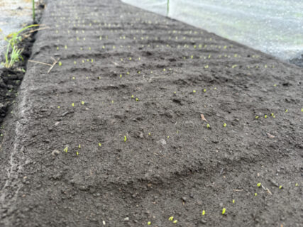 雨の日は次の準備、ミニハクサイとタマネギも発芽