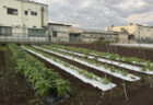 秋冬野菜を一気に定植、日暮れまで防虫ネット張り
