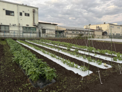 伸び始めた蔓に備えて、支柱立てとネット張り