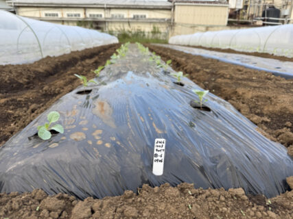秋冬野菜を一気に定植、日暮れまで防虫ネット張り