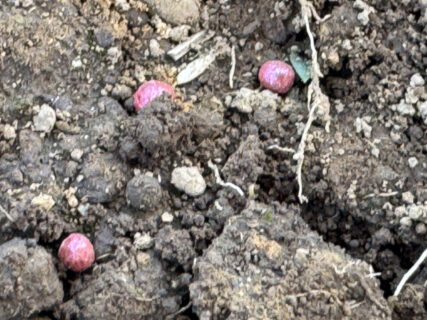 助っ人と進める秋作業、カブの播種から防虫ネットまで