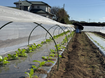 サツマイモの再試し掘り、午後はダイコン3畝を一気に間引き