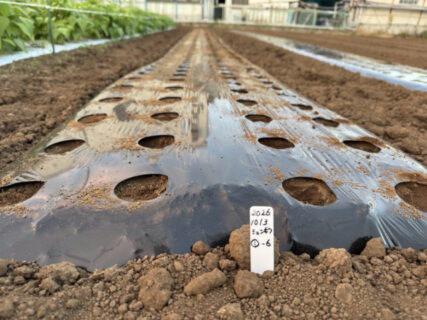 ラッキョウの畝づくりと、なかなか手強いカブの播種