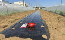 週末の雨を前にダイコン播種、ラッキョウも無事発芽！