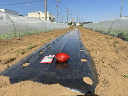 週末の雨を前にダイコン播種、ラッキョウも無事発芽！
